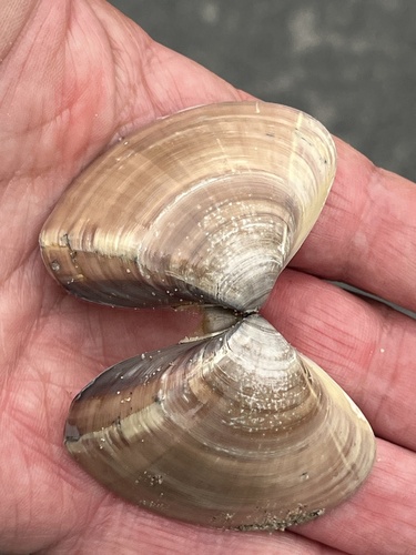 Tivela stultorum