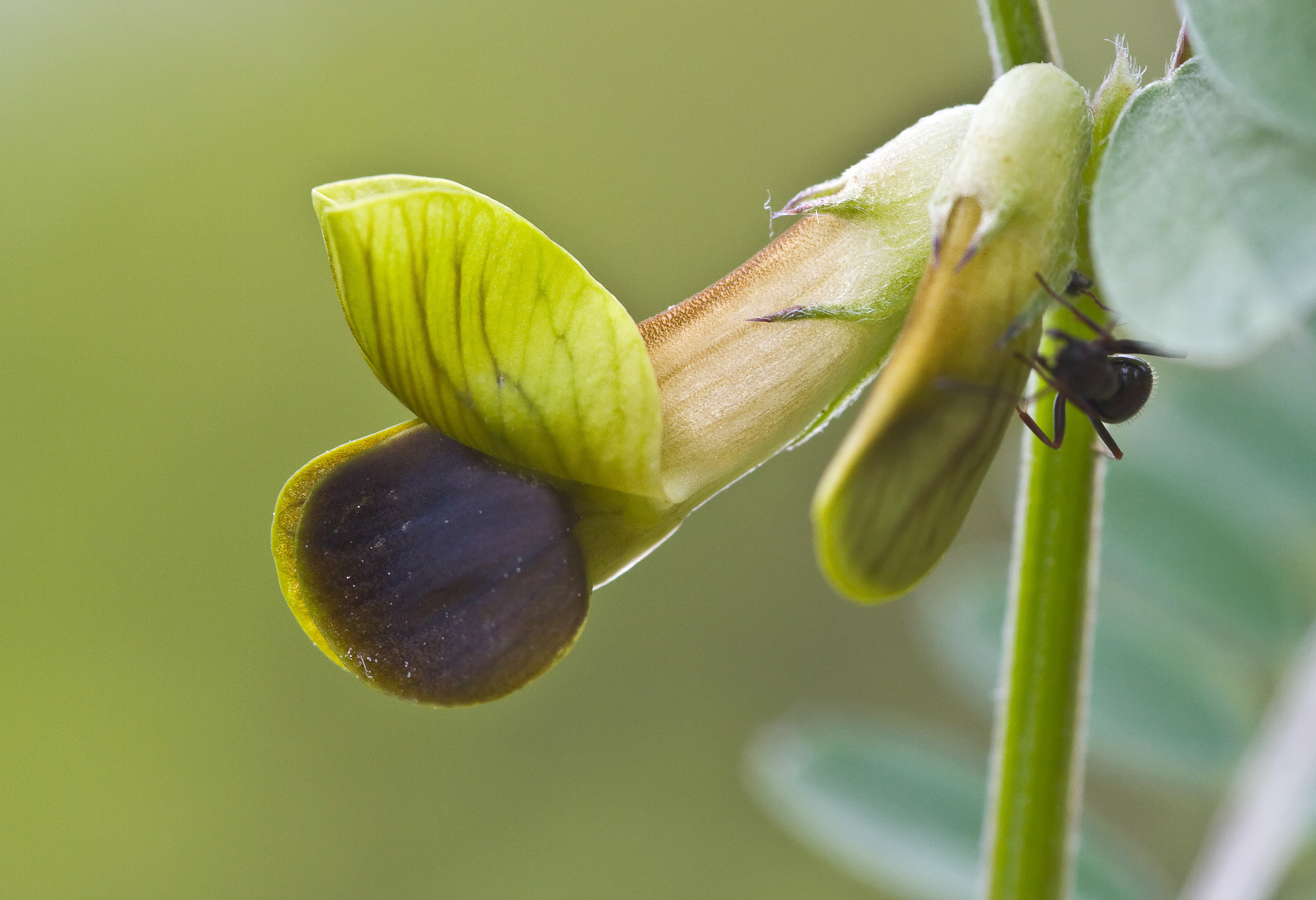 Vicia melanops