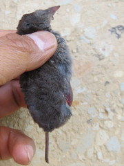 Cryptotis alticola