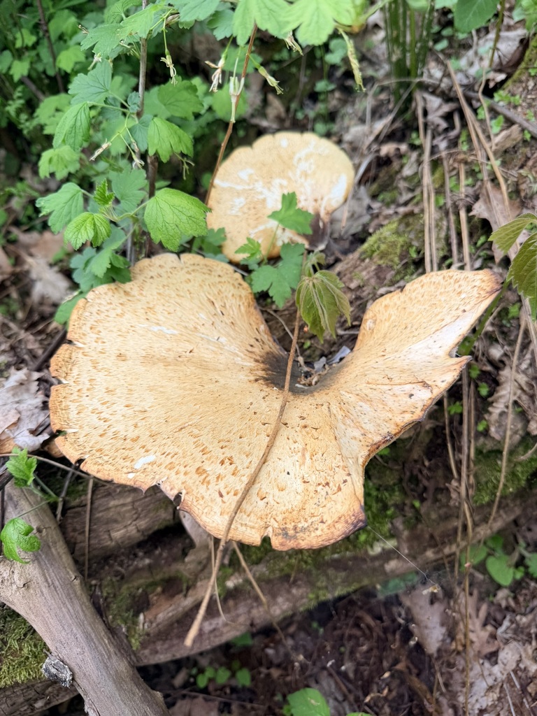 Dryad's Saddle · May 2026 · photo: Photo: (c) Mark Holmes, some rights reserved (CC BY-SA) · iNaturalist