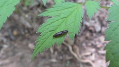 Agriotes oblongicollis