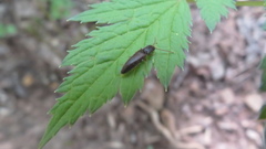 Agriotes oblongicollis