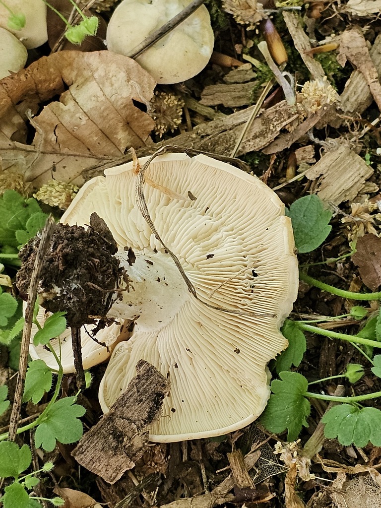Calocybe gambosa · May 2026 · photo: © piestuff (iNaturalist, cc0)