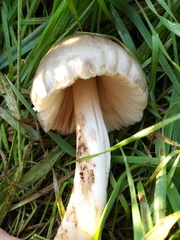 Volvopluteus gloiocephalus