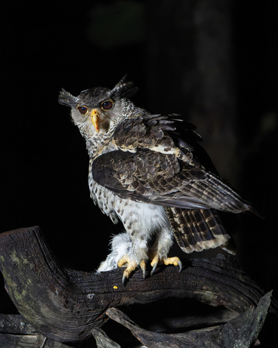 Spot-bellied Eagle-Owl (Ketupa nipalensis), photo 5