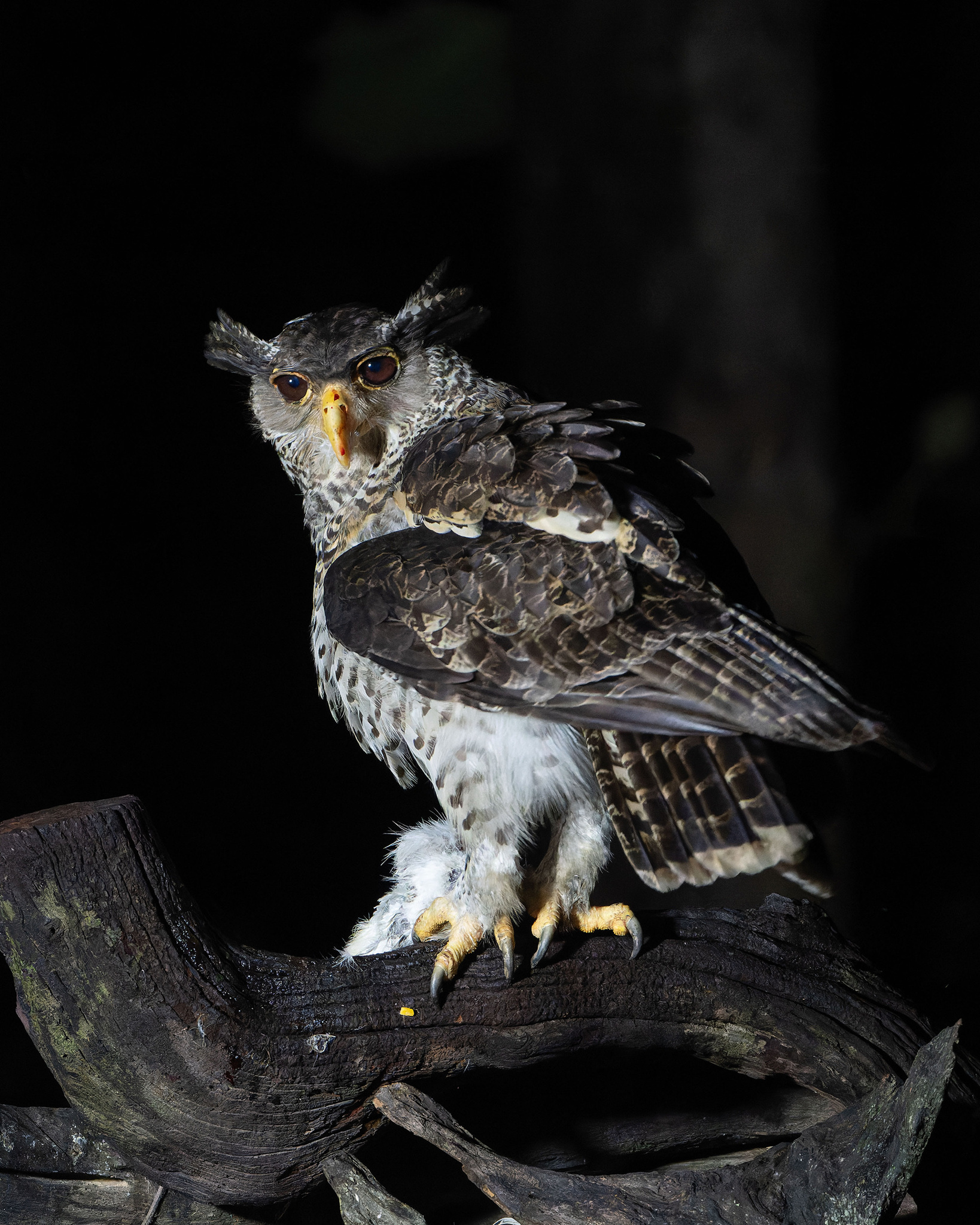 Spot-bellied Eagle-Owl (Ketupa nipalensis), photo 5
