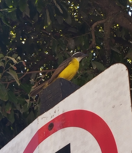 Social Flycatcher