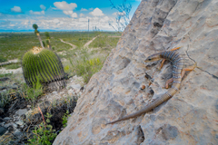 Farr's Alligator Lizard photo 1