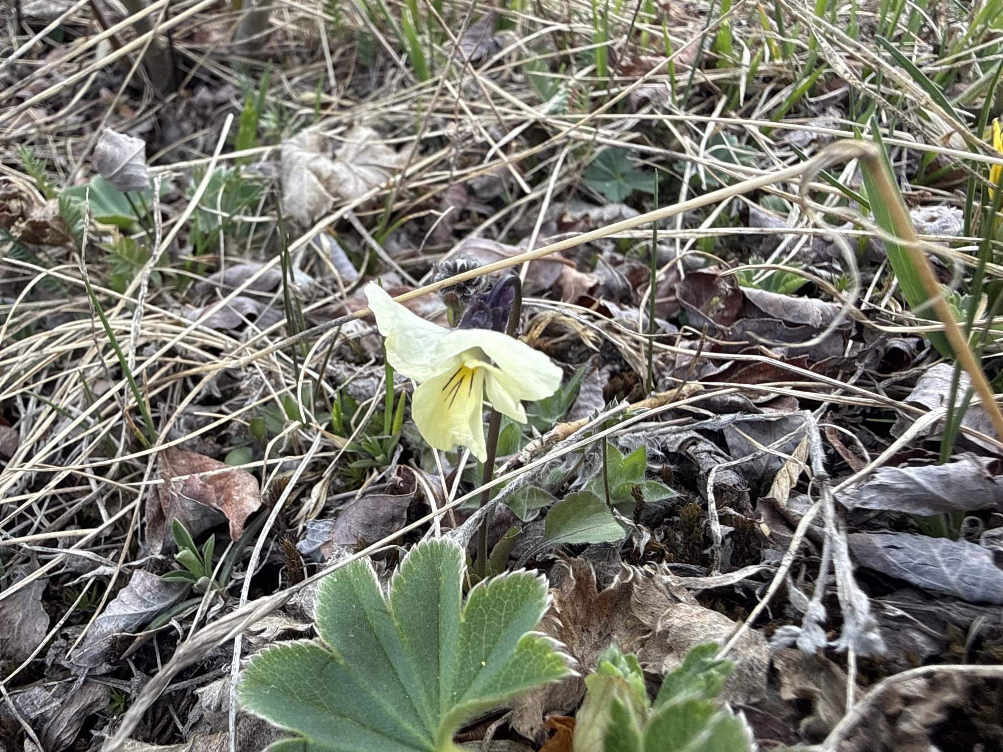 Altai violet