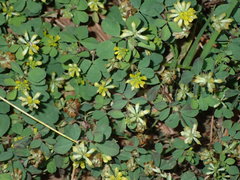 Trifolium dubium