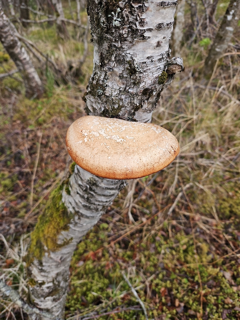 Fomitopsis betulina · May 2026 · photo: © markcostello (iNaturalist, cc-by)