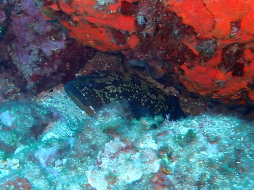 Epinephelus marginatus