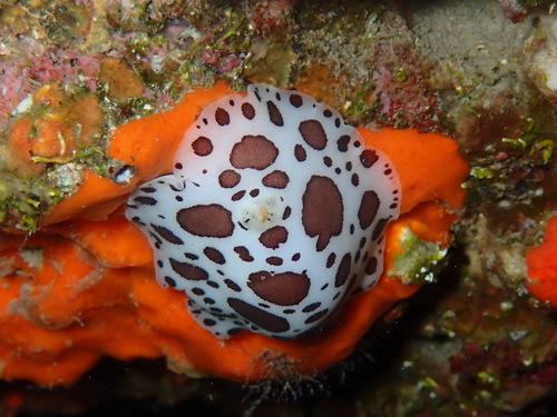 Peltodoris atromaculata