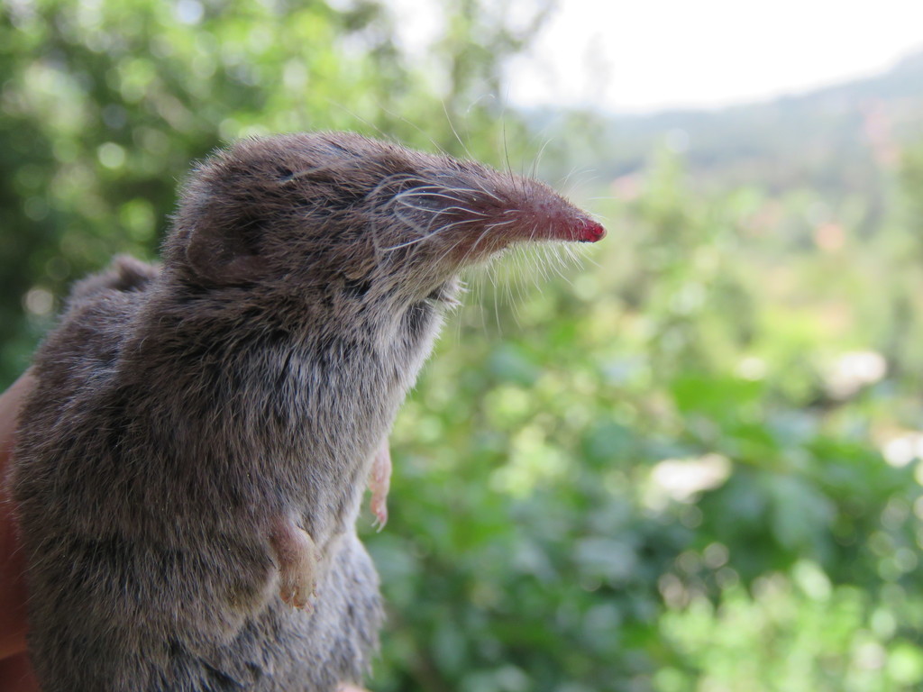 Chestnut-Bellied Shrew