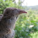 Chestnut-bellied Shrew - Photo (c) Mario Castañeda, some rights reserved (CC BY-NC), uploaded by Mario Castañeda