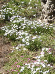 Ornithogalum umbellatum