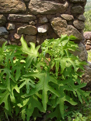 Roldana heracleifolia