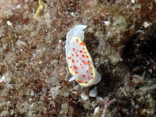 Diaphorodoris papillata