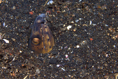 Ophichthus altipennis