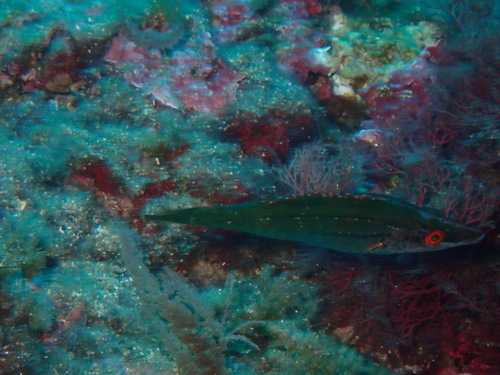 Symphodus rostratus
