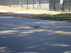 Sciurus carolinensis