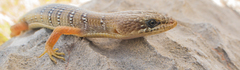 Farr's Alligator Lizard photo 3