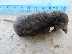 Cryptotis alticola