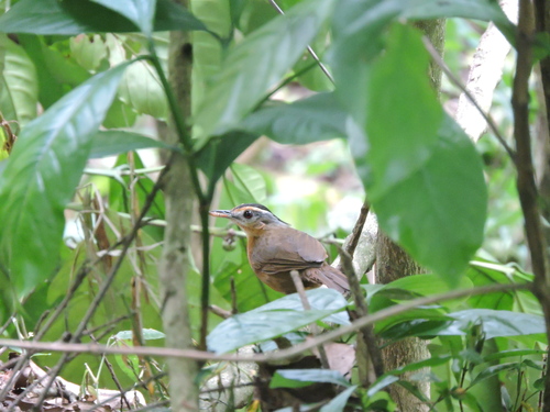 Javan Black-capped Babbler (Pellorneum capistratum), photo 8
