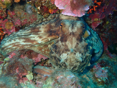 Octopus vulgaris