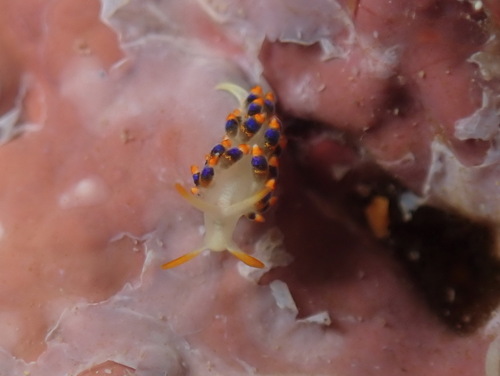 Tenellia morrowae