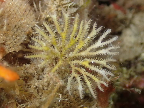 Exidmonea atlantica observed 2026-05-09