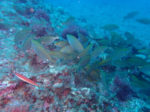 Sarpa salpa
