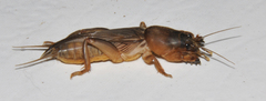 Gryllotalpa africana