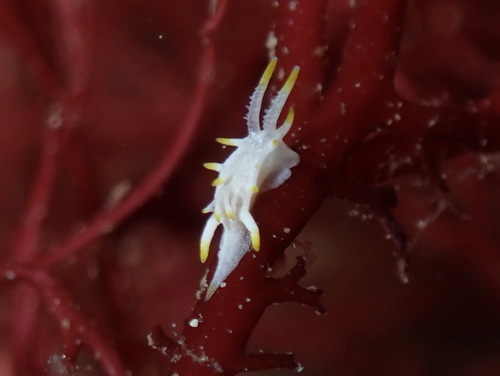 Goniodoridella picoensis