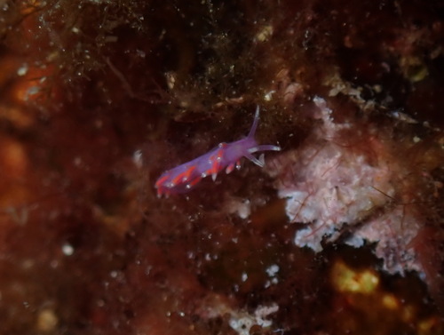 Edmundsella pedata