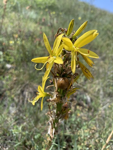 Asphodeline lutea, photograph 5