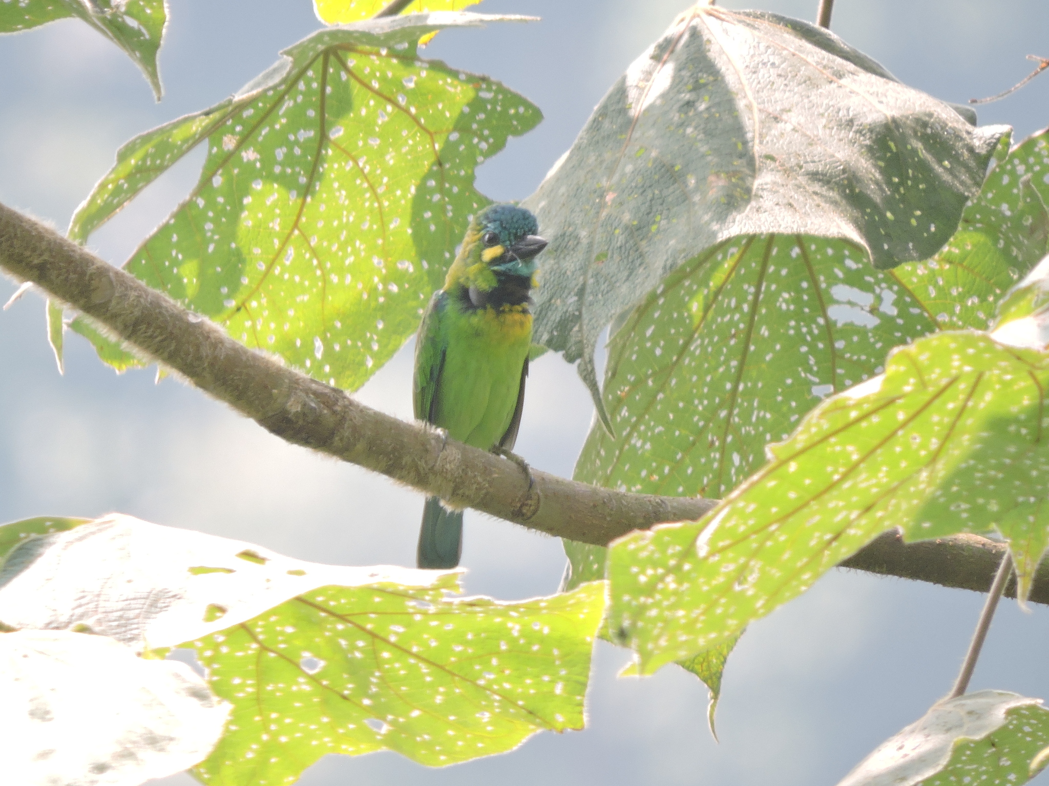 Yellow-eared Barbet (Psilopogon australis), photo 1