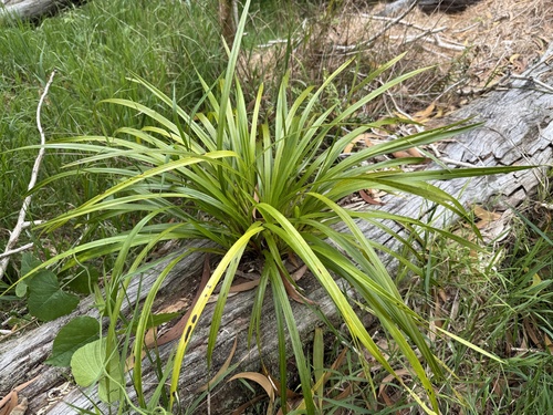 Carex wahuensis, photograph 3