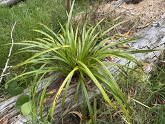 Carex wahuensis, photograph (c) Tara Severns, some rights reserved (CC BY)