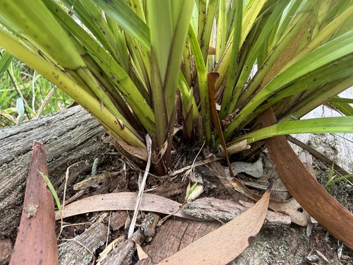 Carex wahuensis observed 2026-04-27