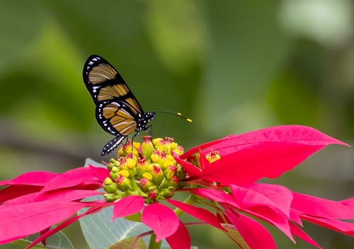 themisto amberwing