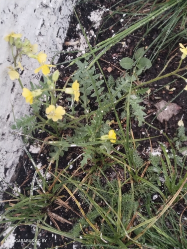 Chorispora sibirica, photograph 2