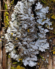 Physconia leucoleiptes