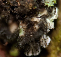 Physconia leucoleiptes