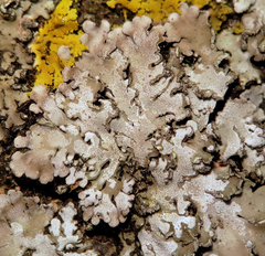 Physconia leucoleiptes