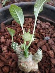 Dorstenia foetida