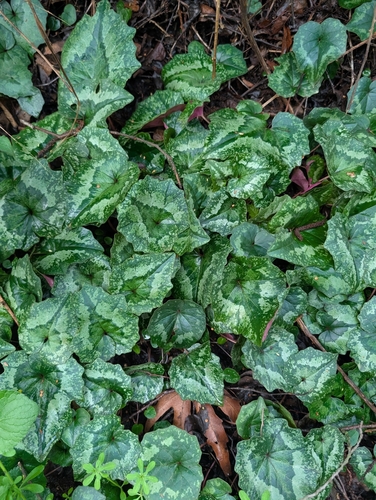 Cyclamen cyprium