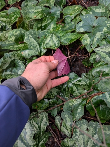 Cyclamen cyprium, photograph 2