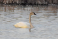 Cygnus columbianus columbianus