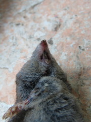 Cryptotis alticola